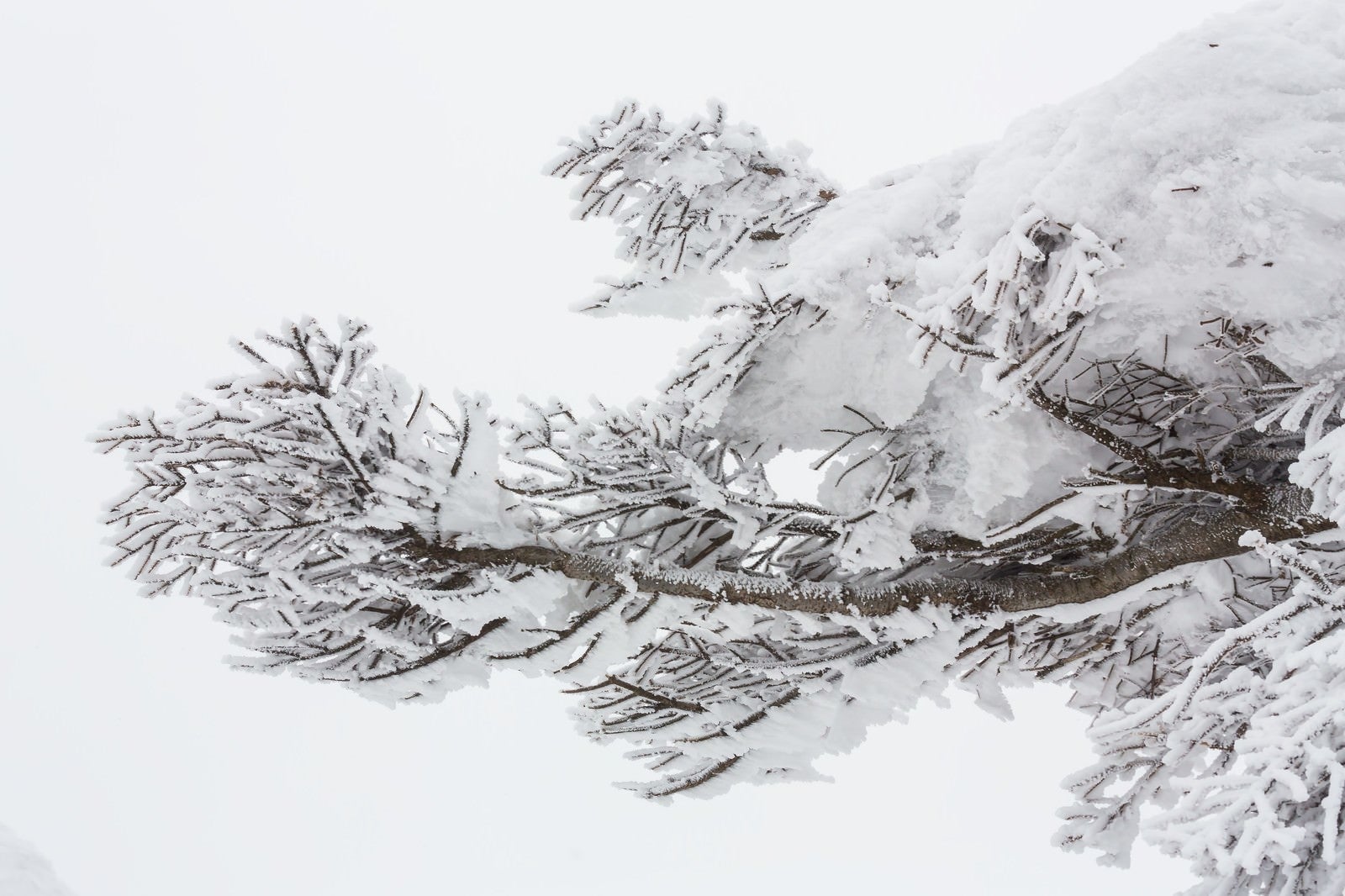 「蔵王の樹氷」の写真