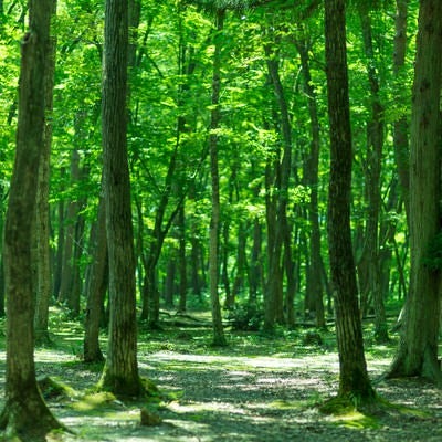 緑の木々の写真