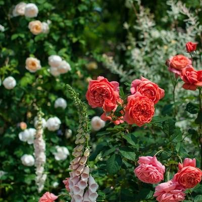 ビタミンカラーのバラの写真