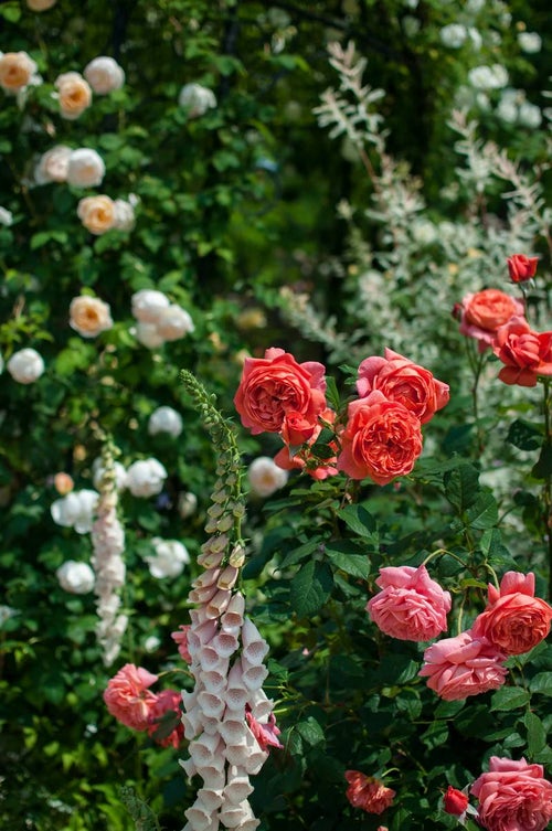 ビタミンカラーのバラの写真