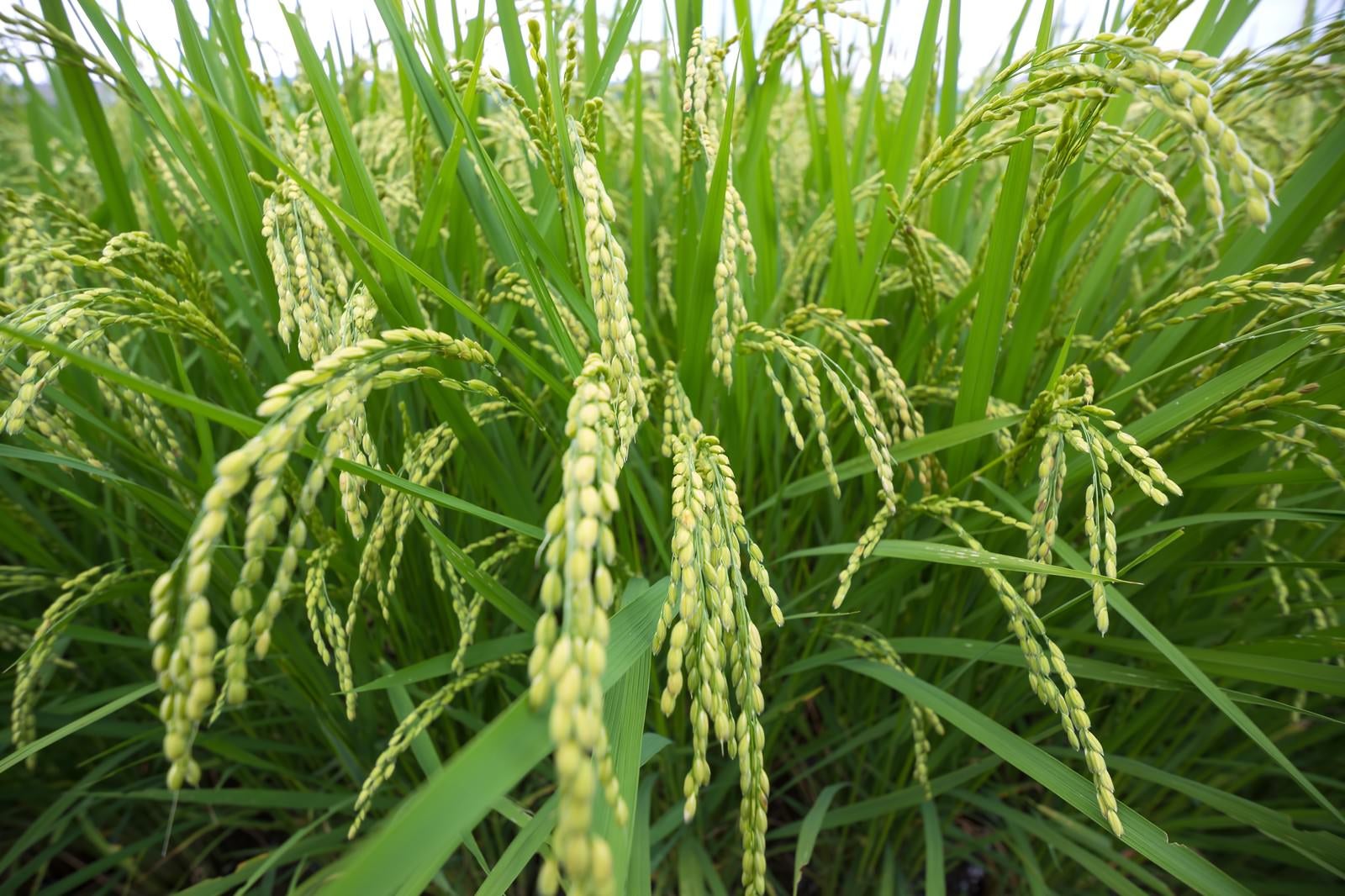 「夏の稲」の写真