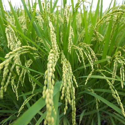 夏の稲の写真