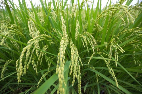 夏の稲の写真