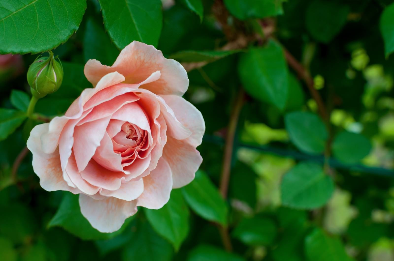 「サーモンピンクのバラ」の写真