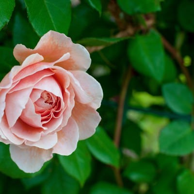 サーモンピンクのバラの写真