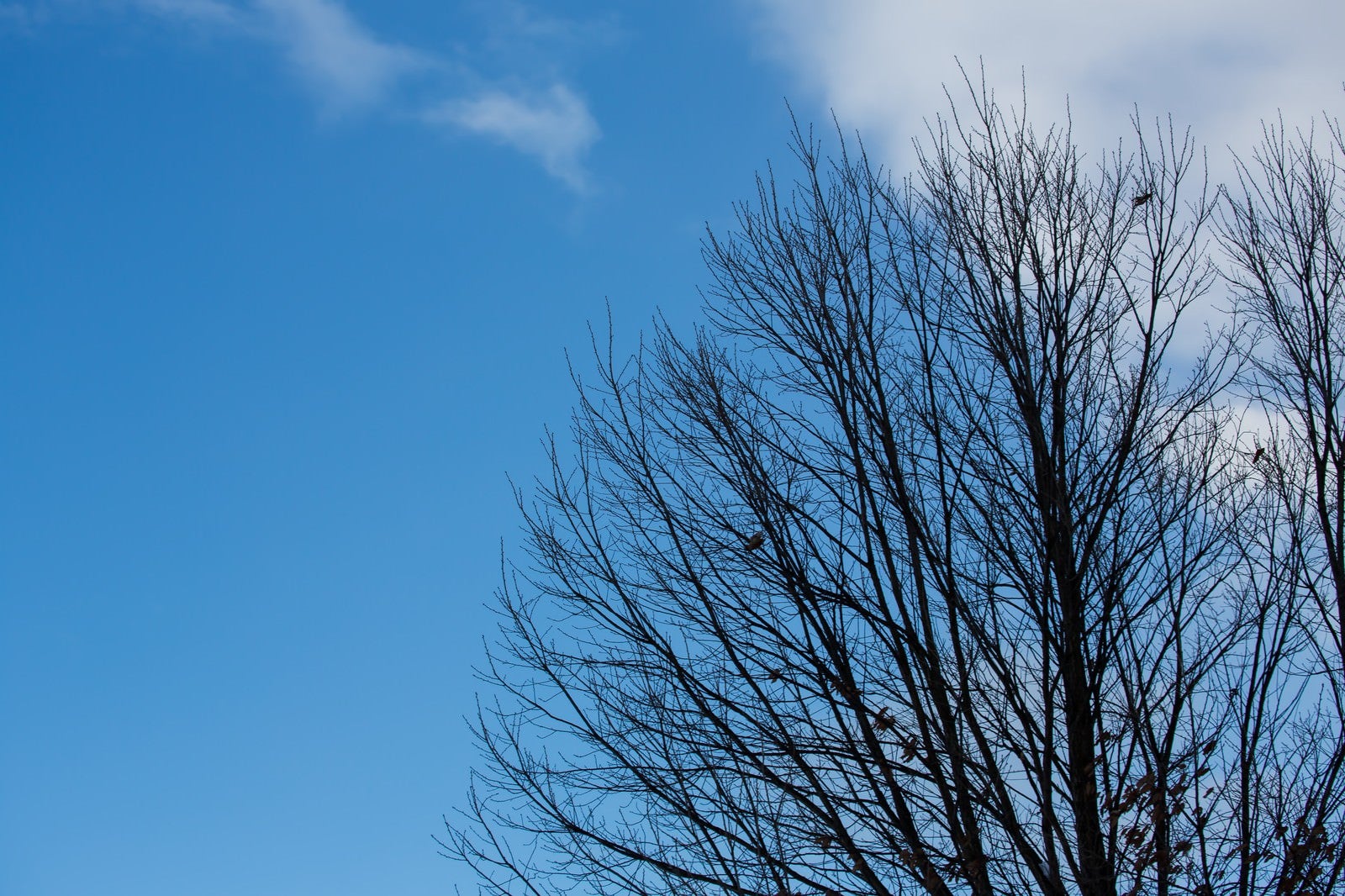 「晴れた日の枯れた木」の写真