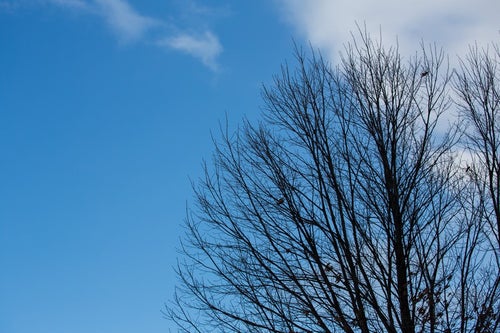 晴れた日の枯れた木の写真