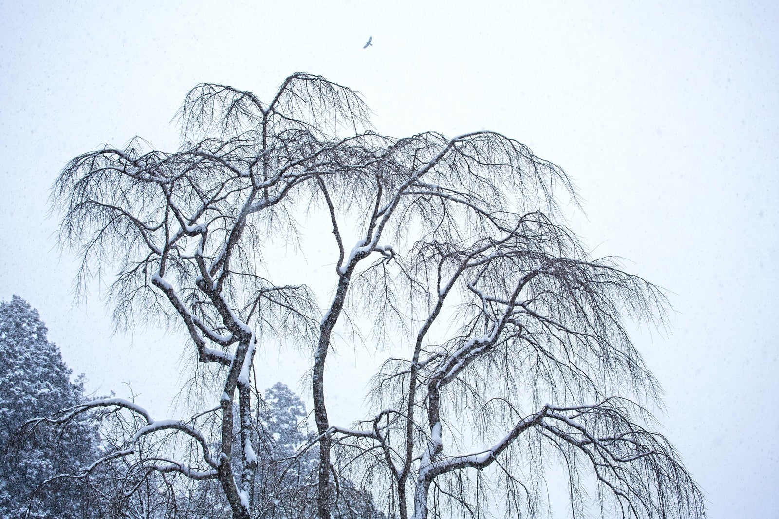 「枝垂れ木に積もる雪」の写真
