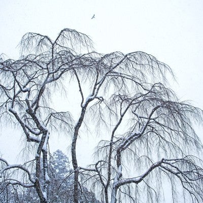枝垂れ木に積もる雪の写真