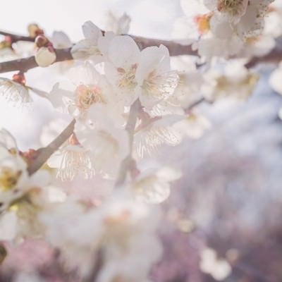 淡い光と梅の花の写真