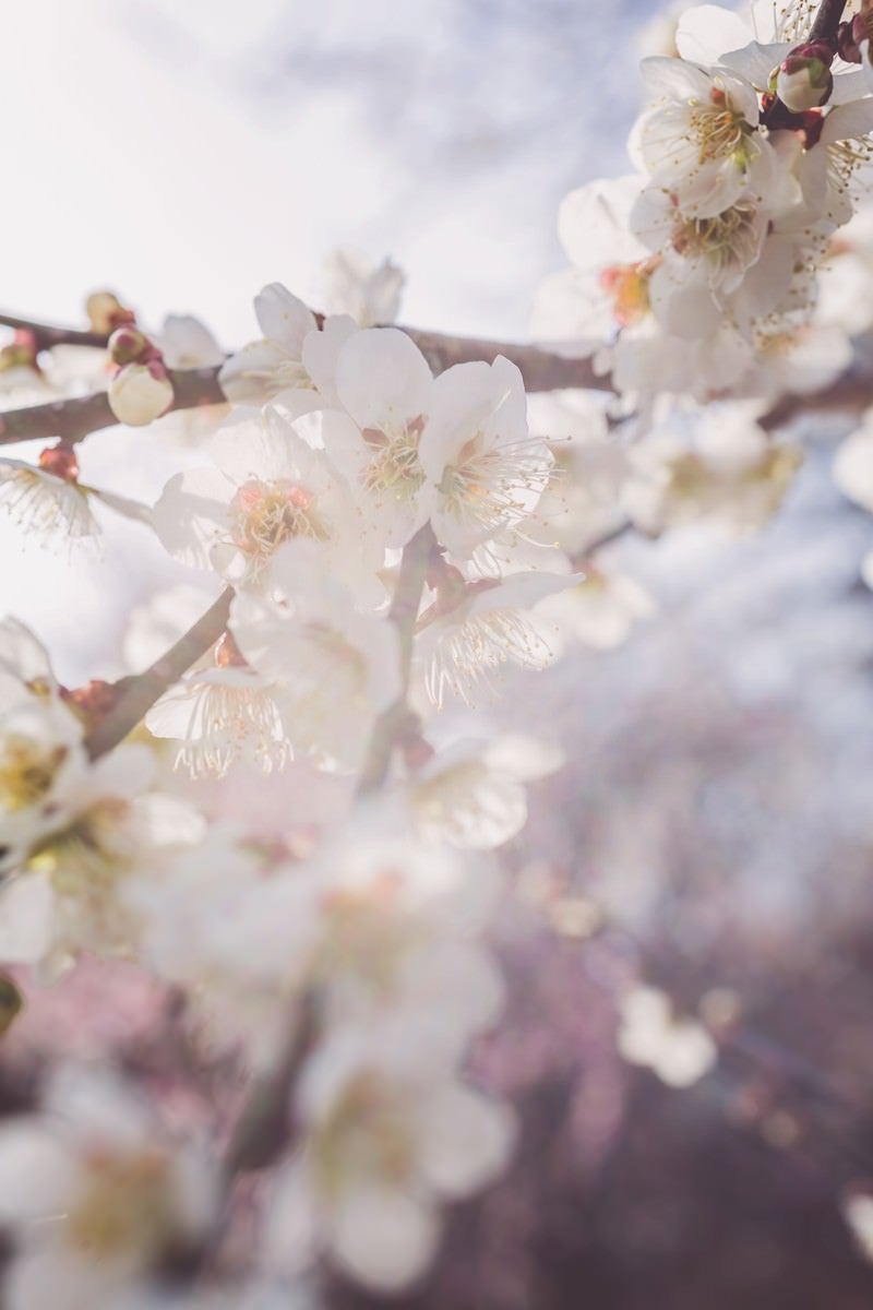 「淡い光と梅の花」の写真