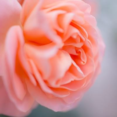 薄いピンクの薔薇の写真