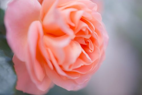 薄いピンクの薔薇の写真