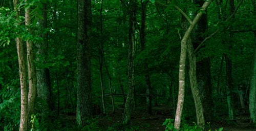 不気味な深い森の写真