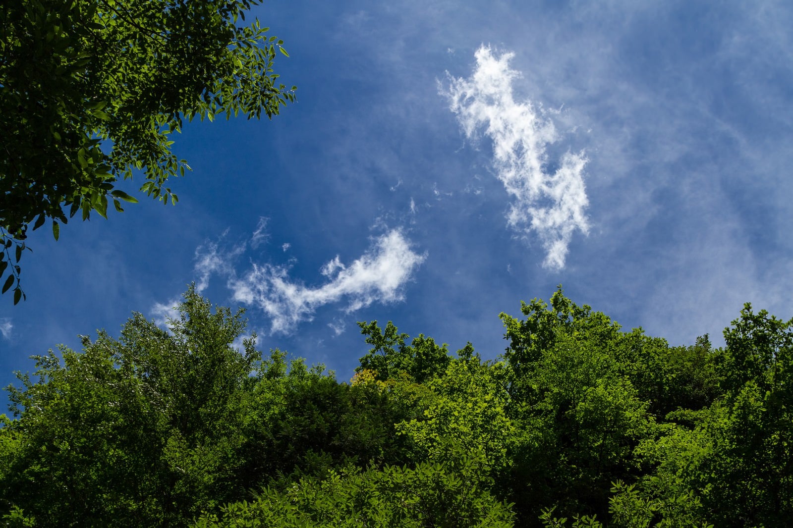 「森の中から見上げる青空」の写真