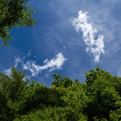 森の中から見上げる青空の写真
