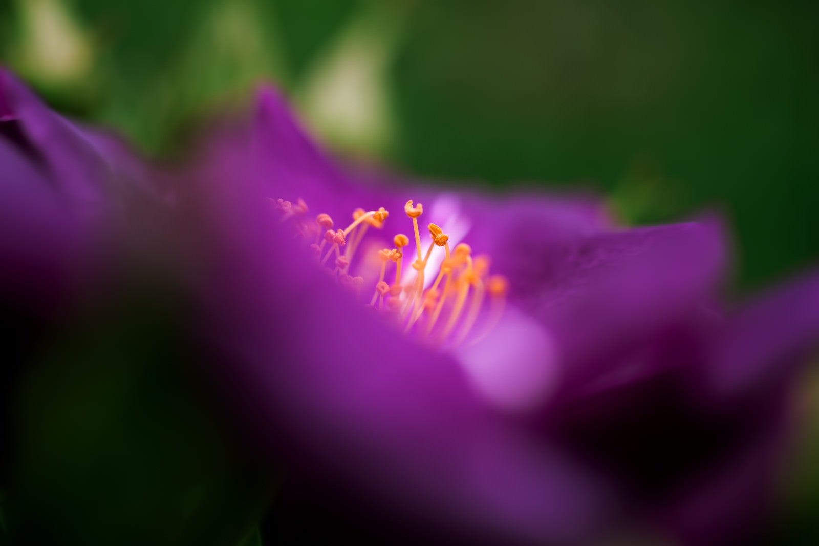 「紫の中にあつまる雄しべ」の写真
