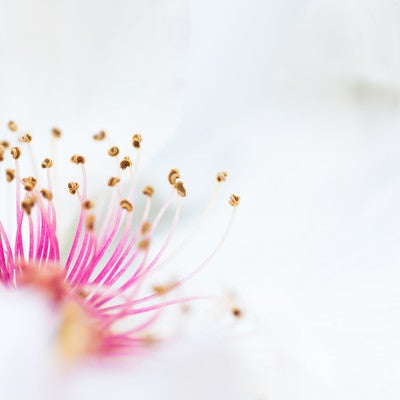 ピンクの雄しべと白い花びら（マクロ）の写真