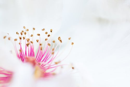 ピンクの雄しべと白い花びら（マクロ）の写真