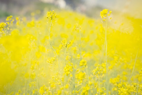 黄色いテクスチャー（菜の花）の写真
