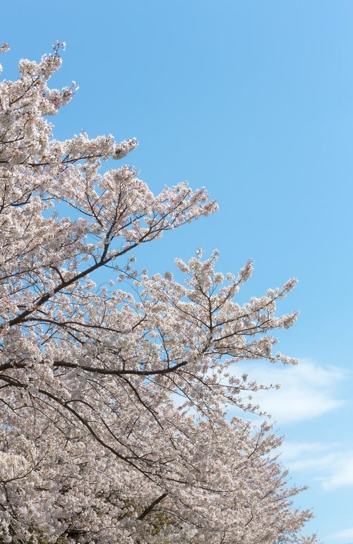春の桜の写真