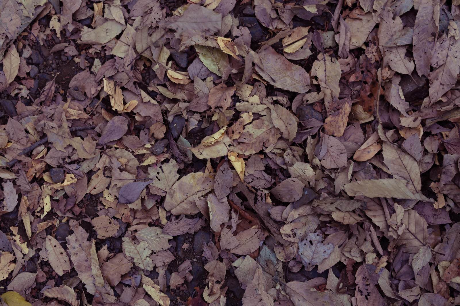 「落ち葉のテクスチャー」の写真