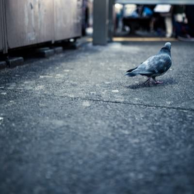 歓楽街を彷徨く鳩の写真