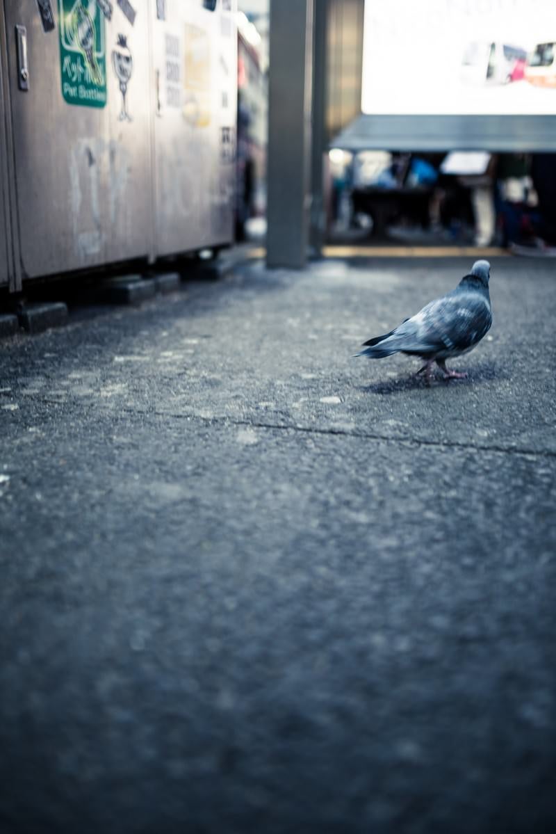 「歓楽街を彷徨く鳩」の写真