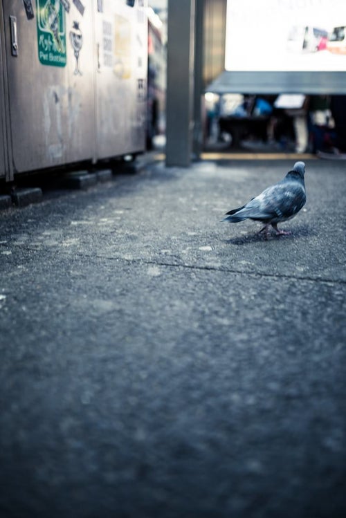 歓楽街を彷徨く鳩の写真