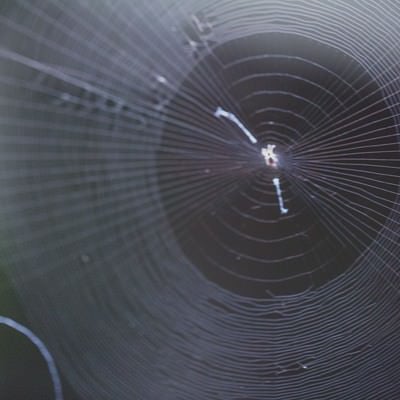 蜘蛛の巣の写真