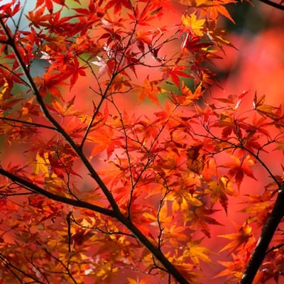 赤く紅葉した木の写真