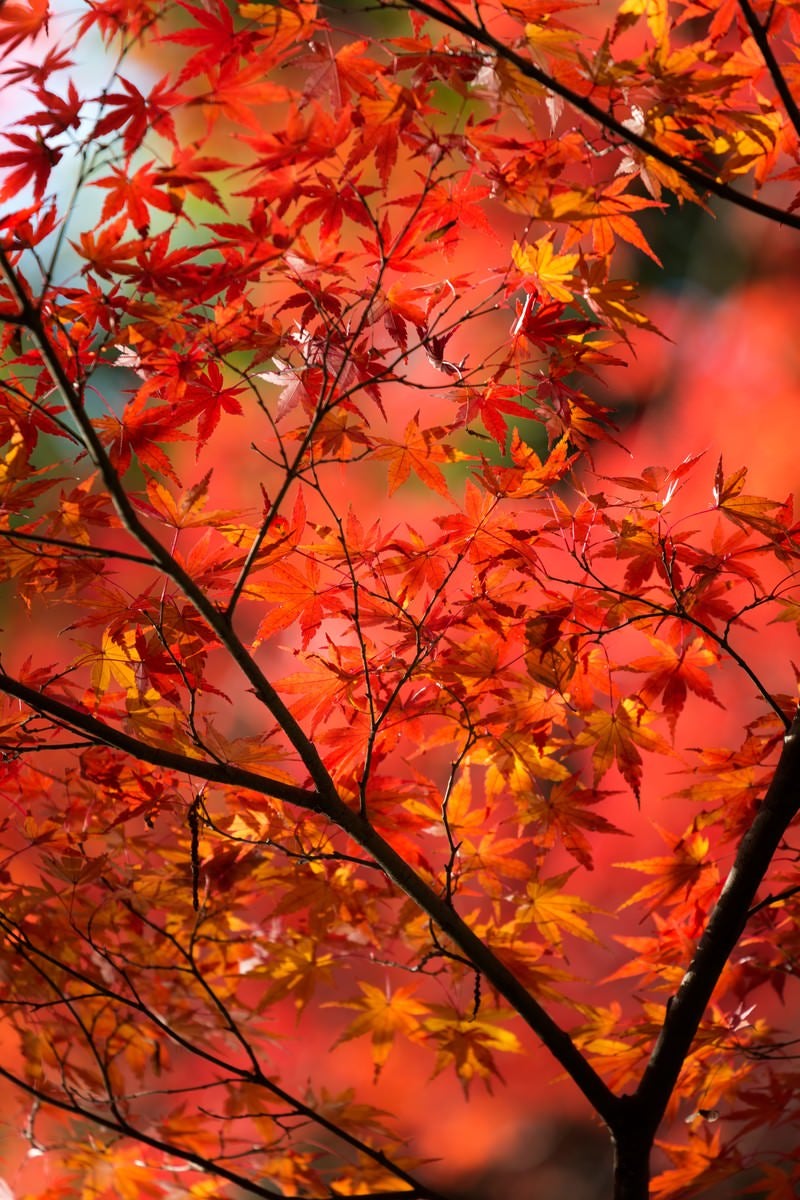 「赤く紅葉した木」の写真