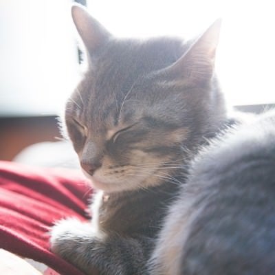 寝落ちギリギリの猫の写真
