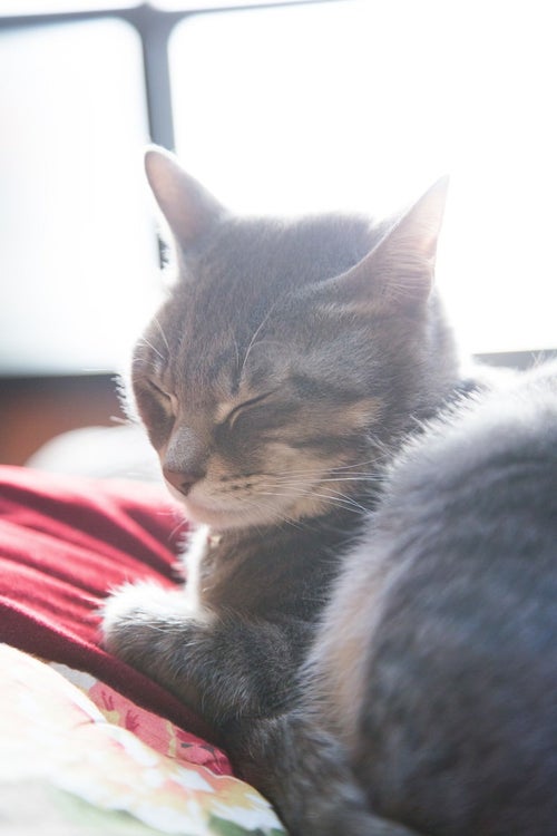 寝落ちギリギリの猫の写真
