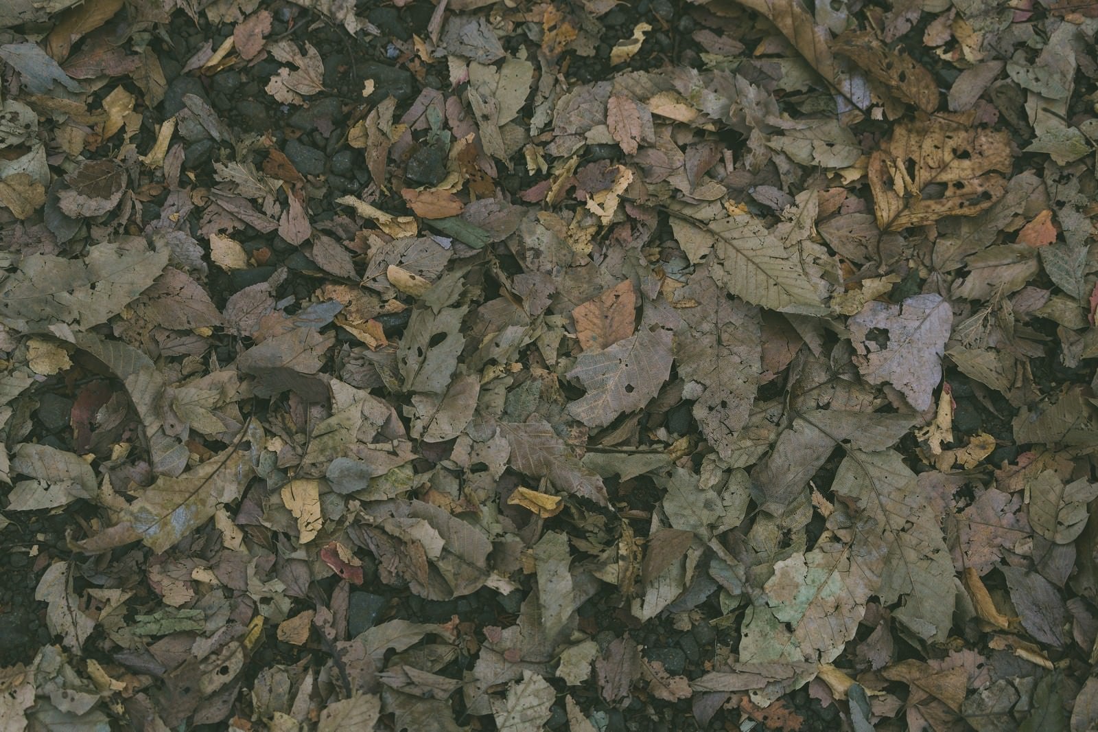 「枯れた落ち葉のテクスチャー」の写真