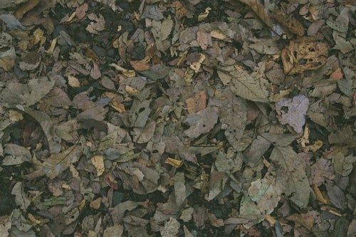 枯れた落ち葉のテクスチャーの写真