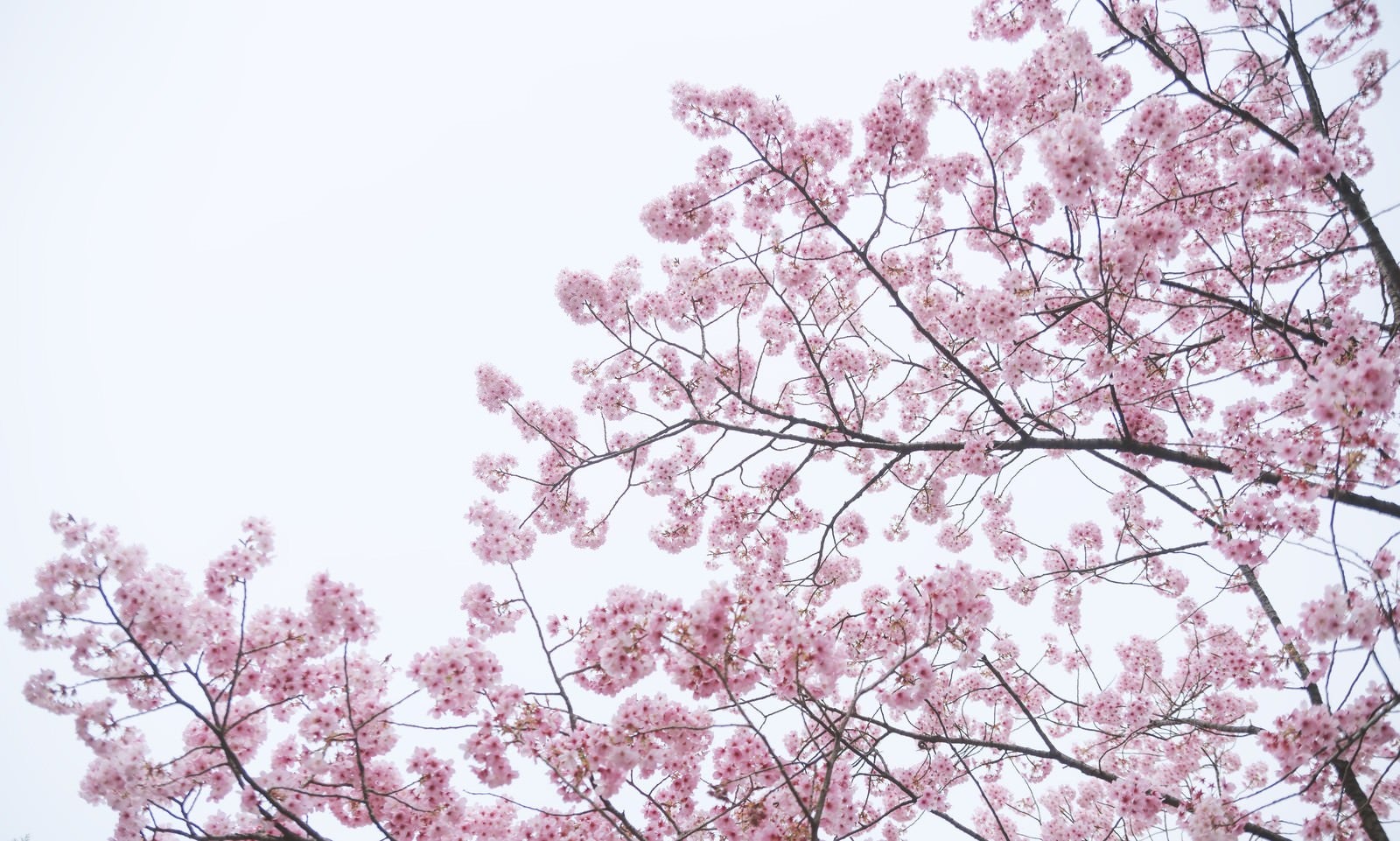 「満開の八重紅桜」の写真