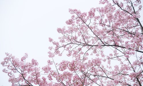 満開の八重紅桜の写真