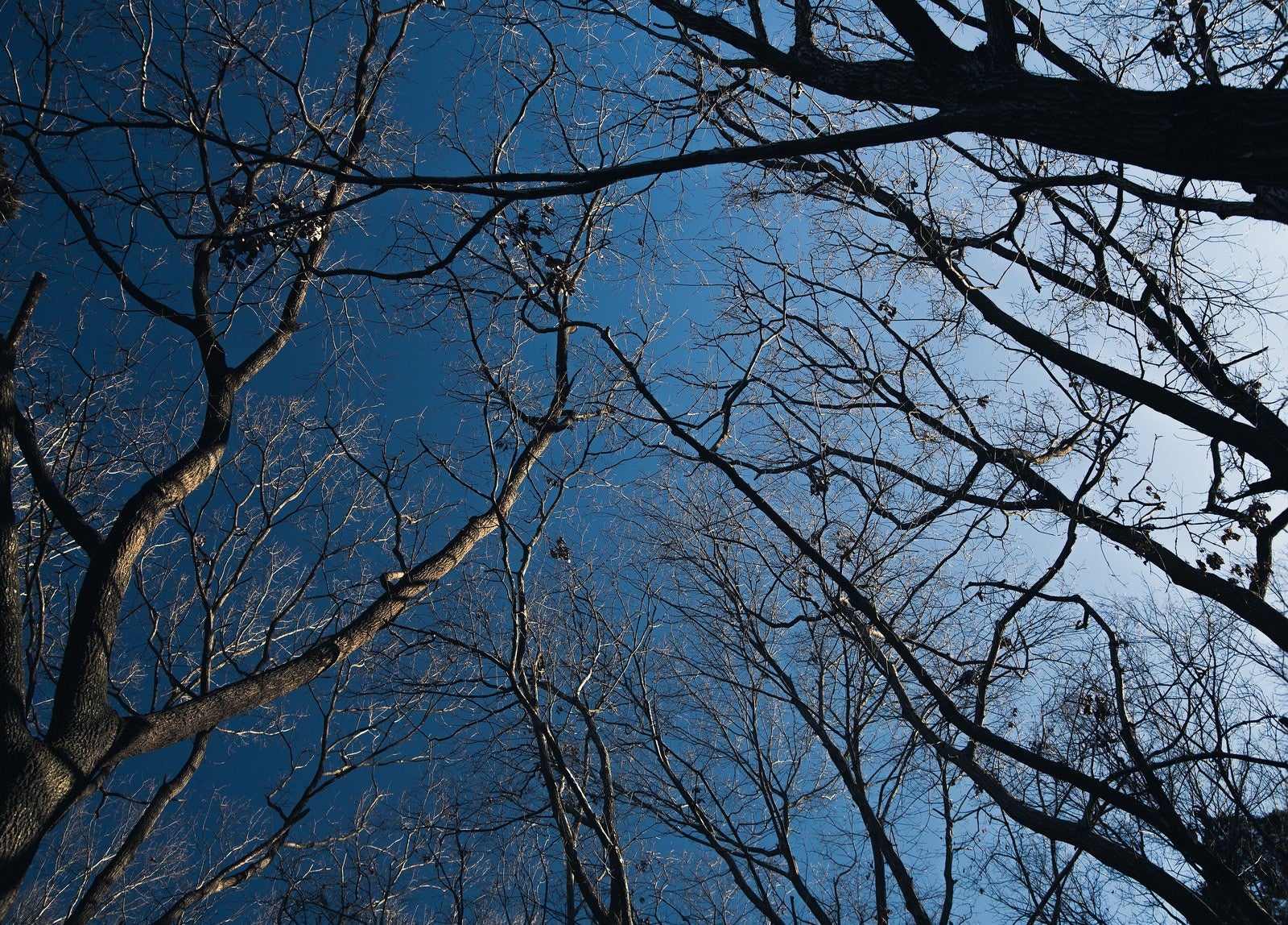 「雑木林と青空」の写真