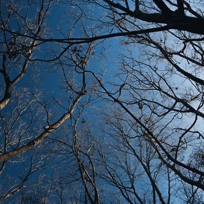 雑木林と青空の写真
