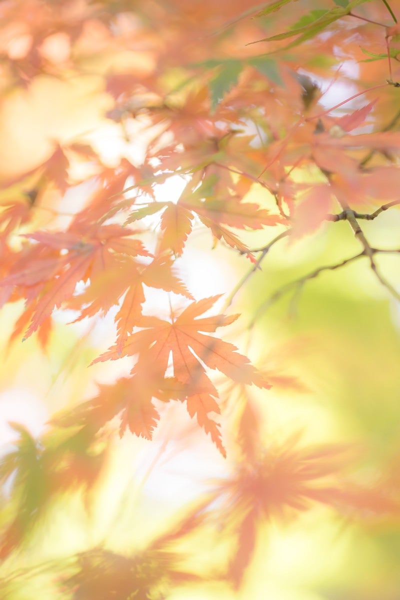 「淡い光と色づいた紅葉」の写真