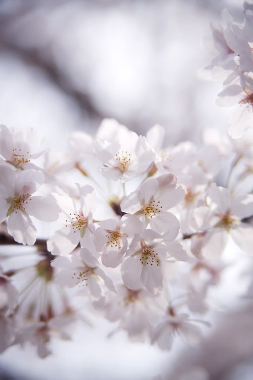 冷たい桜の花の写真