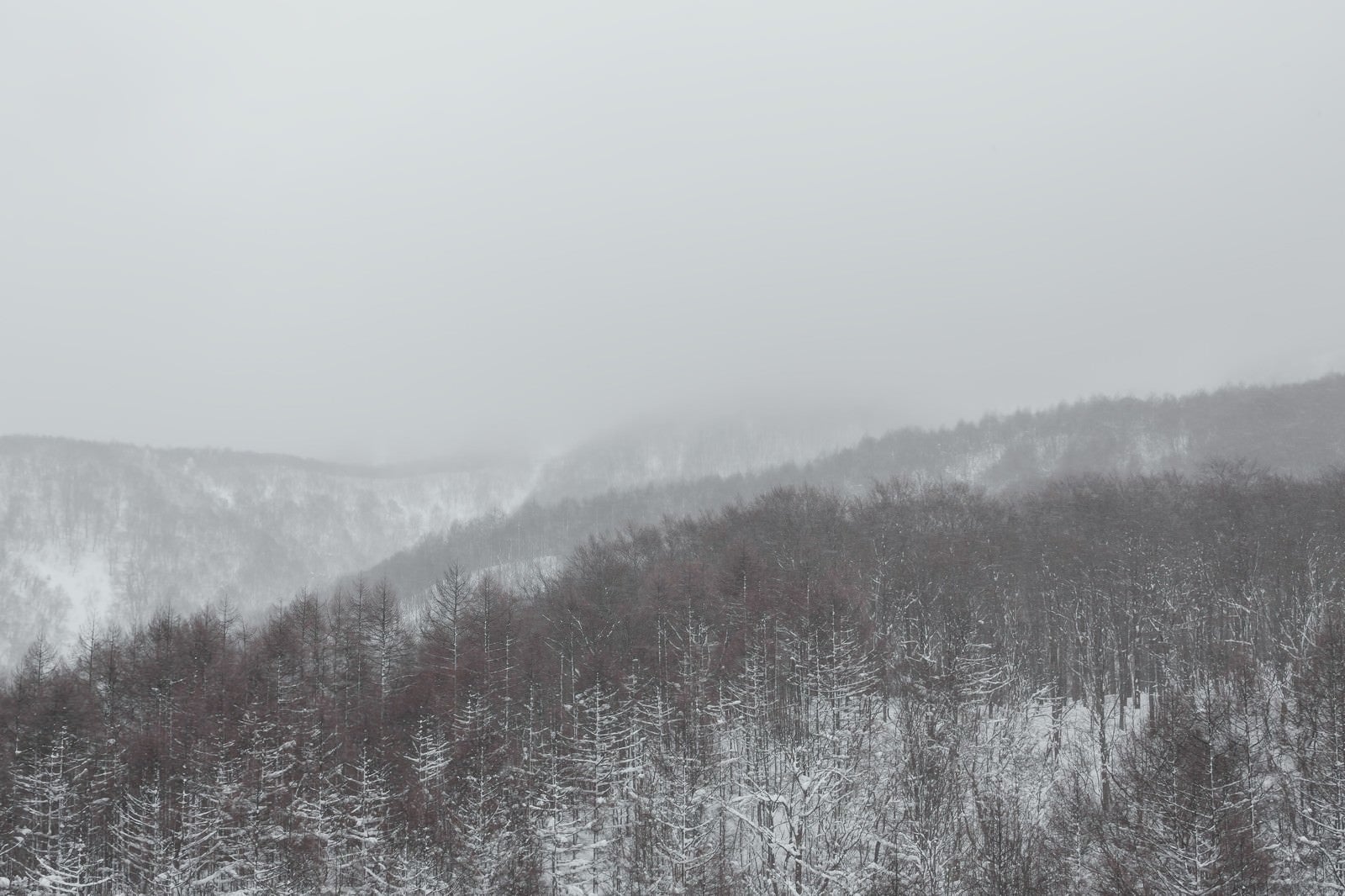 「吹雪きと針葉樹の山」の写真