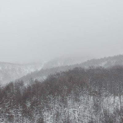 吹雪きと針葉樹の山の写真