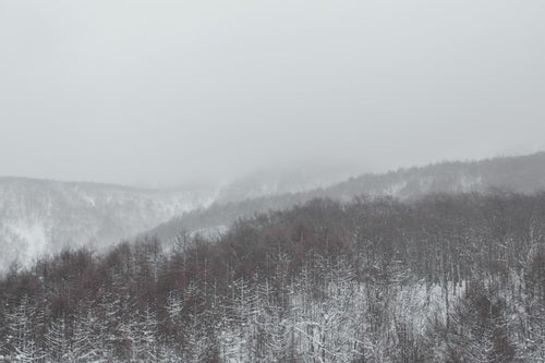 吹雪きと針葉樹の山の写真