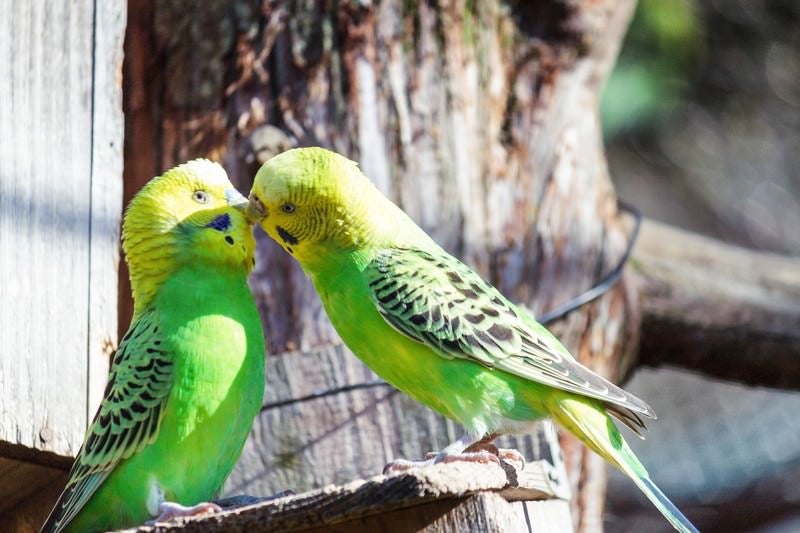 友だちだと思っていた彼に突然、唇を奪われたインコ