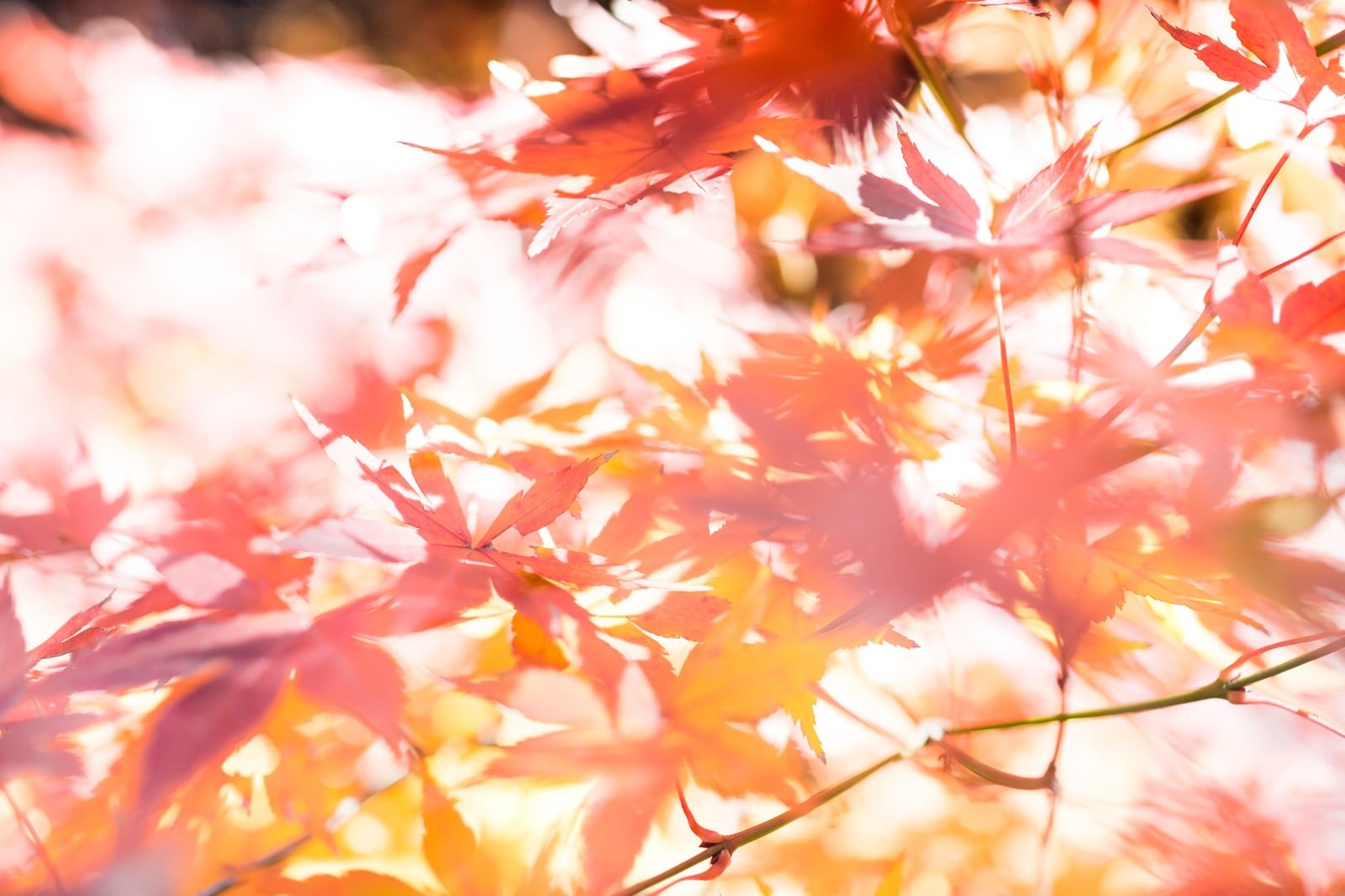 「木漏れ日と紅葉」の写真