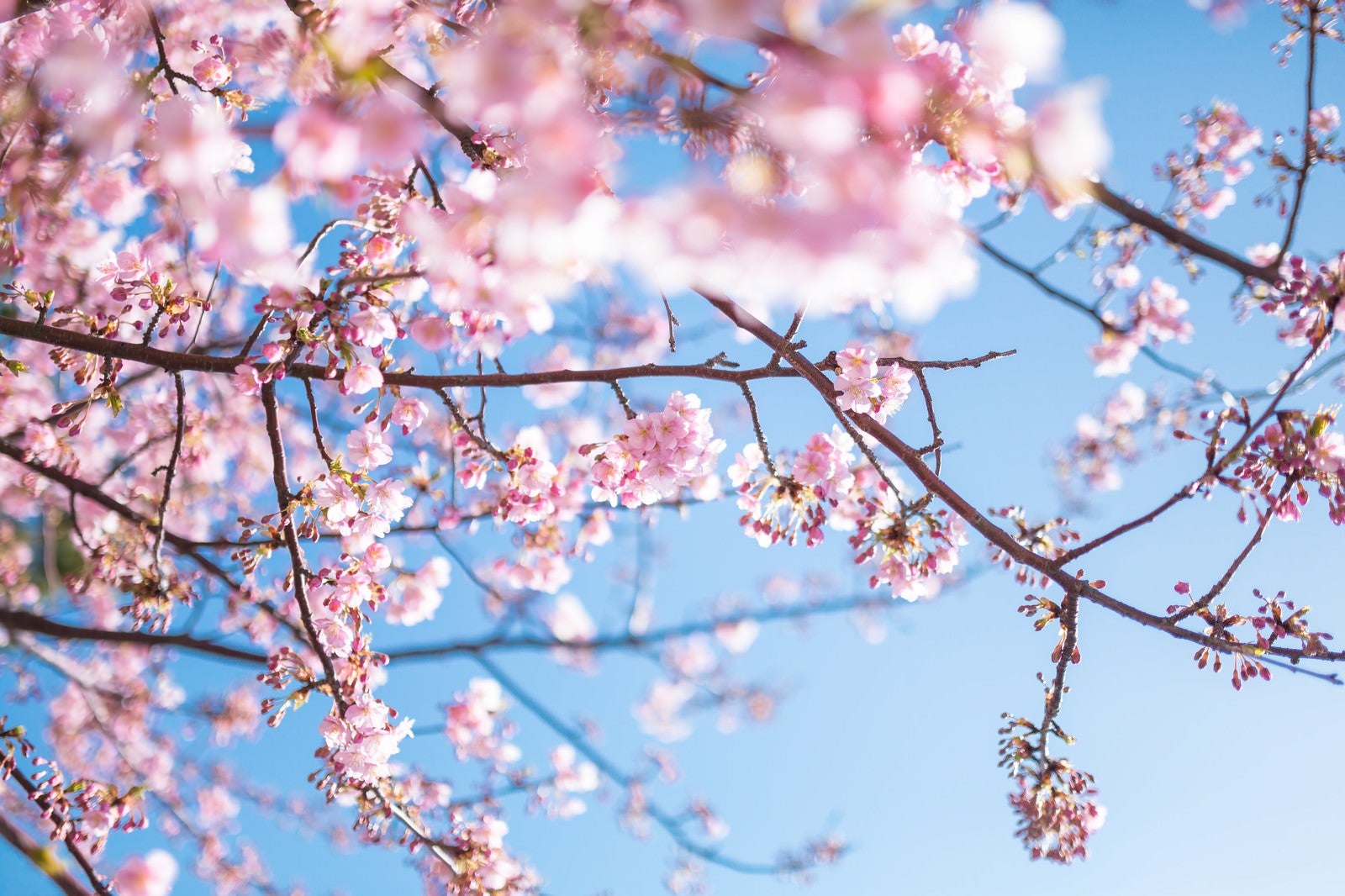 「青く鮮やかな空と桜」の写真