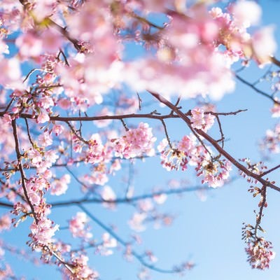 青く鮮やかな空と桜の写真