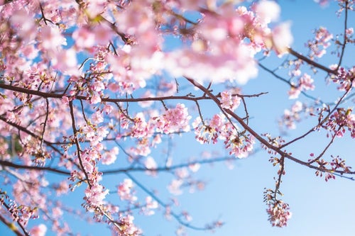 青く鮮やかな空と桜の写真
